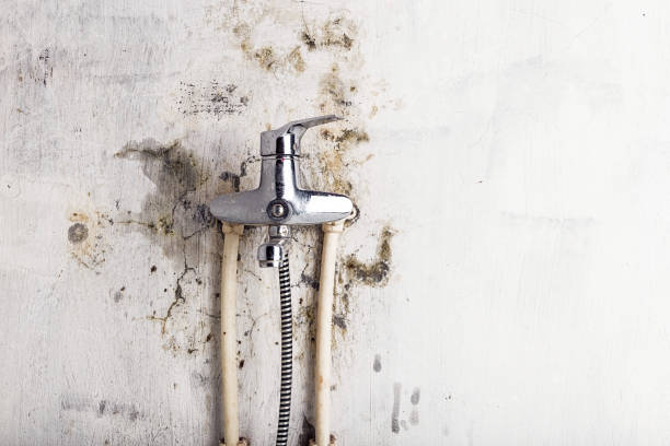 Best Best Mold Removal Companies  in Allen Park, MI