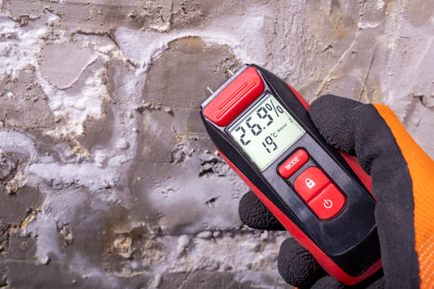 Best Local Mold Removal Service  in Allen Park, MI