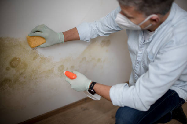 Best Professional Mold Removal  in Allen Park, MI