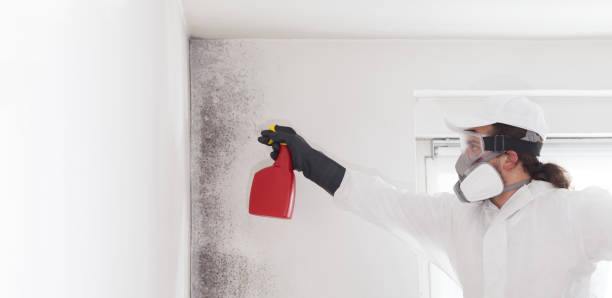 Best Black Mold Removal  in Allen Park, MI