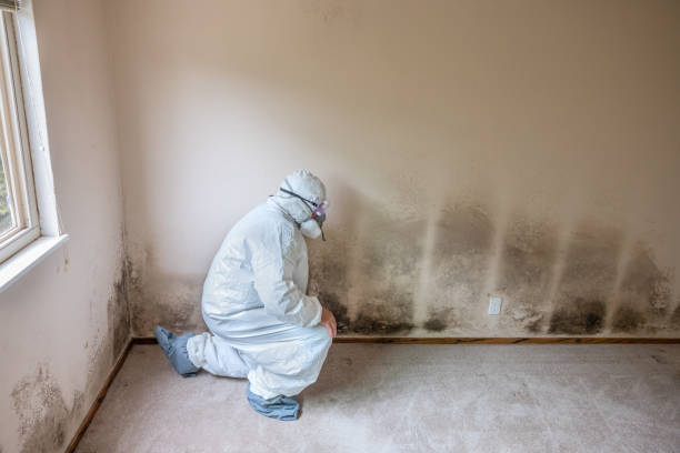 Best Mold Remediation Experts  in Allen Park, MI