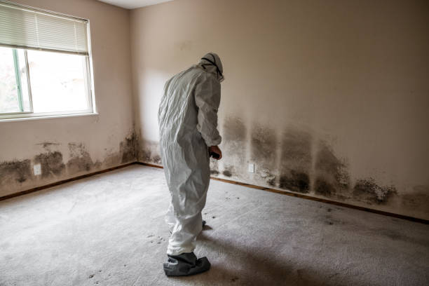 Trusted Allen Park, MI Mold Removal Experts