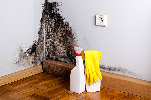 Best Certified Mold Removal  in Allen Park, MI